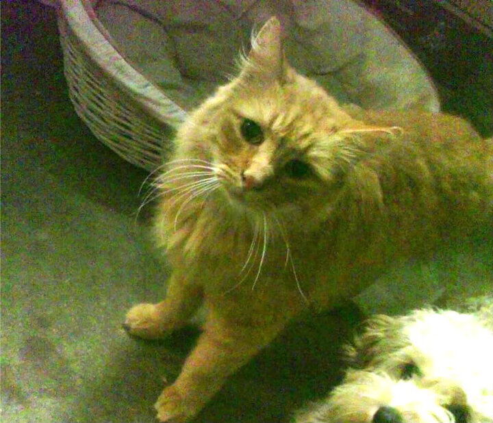 绿茵魔术师与篮筐的对话，阿什拉夫的隐形引力场