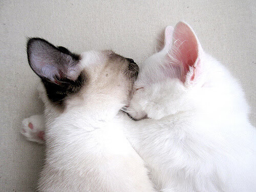 平行宇宙的篮球史诗,哈登跨城献绝杀,尼克斯夺队史第一冠