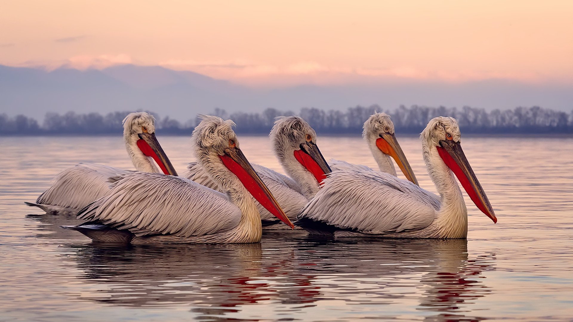 双星闪耀，快船碾压奇才展露獠牙，约基奇欧陆赛场演绎王者接管