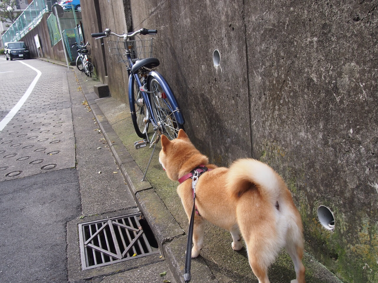 跨界对比，当雷鬼节奏遇见袋鼠军团—德布劳内式统治力在另一片赛场的神奇映照