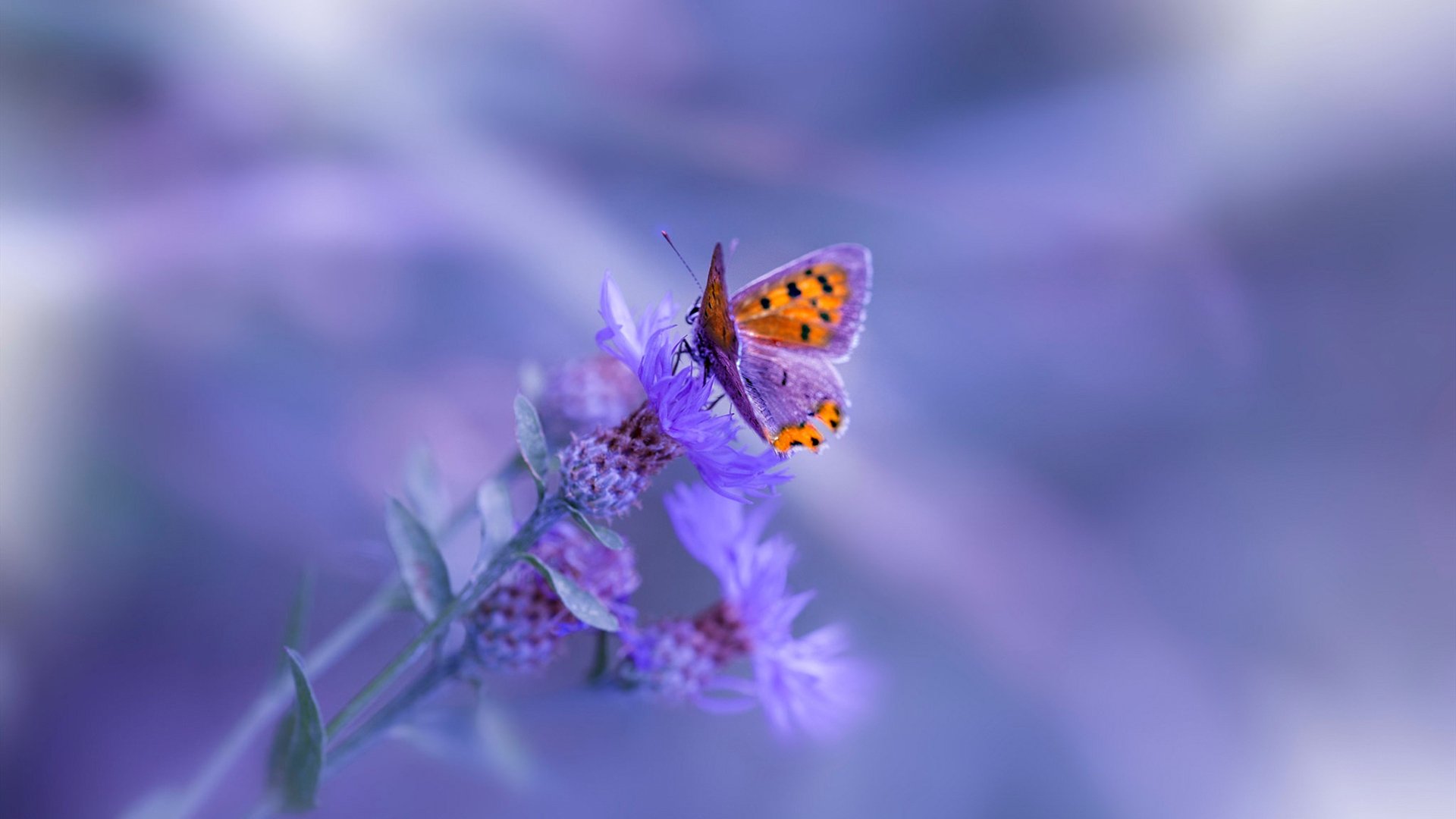 战术棋局，广厦用伦纳德这张牌，压制了掘金的整盘棋