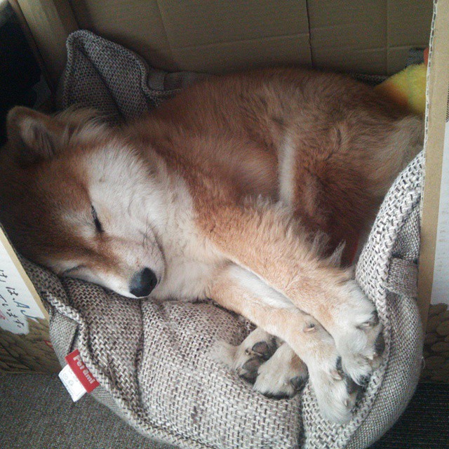 双重奏，北境鏖战与南美之舞