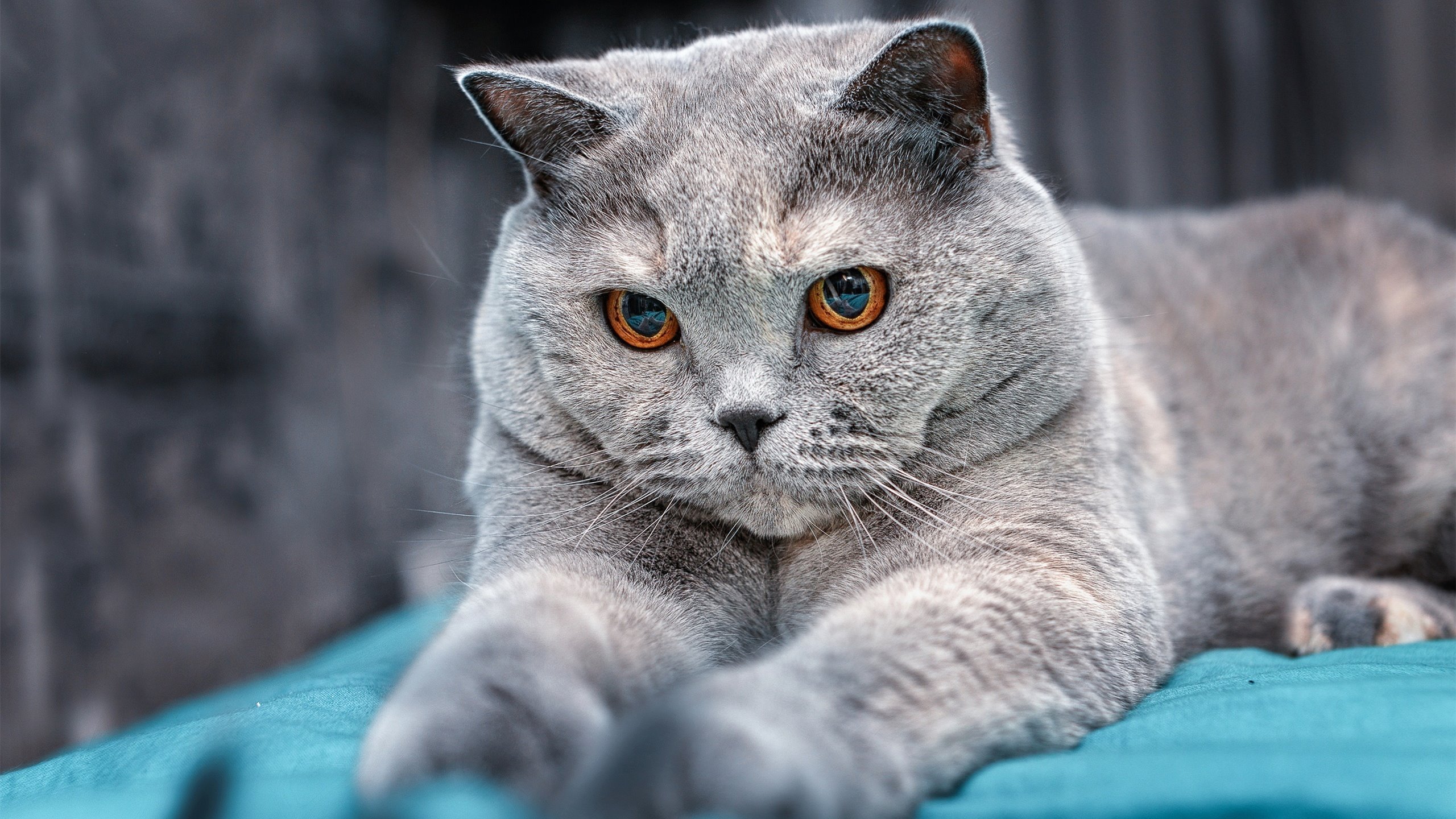 雷火电竞合作-绿茵场与谈判桌，当足球成为国家战略的延伸