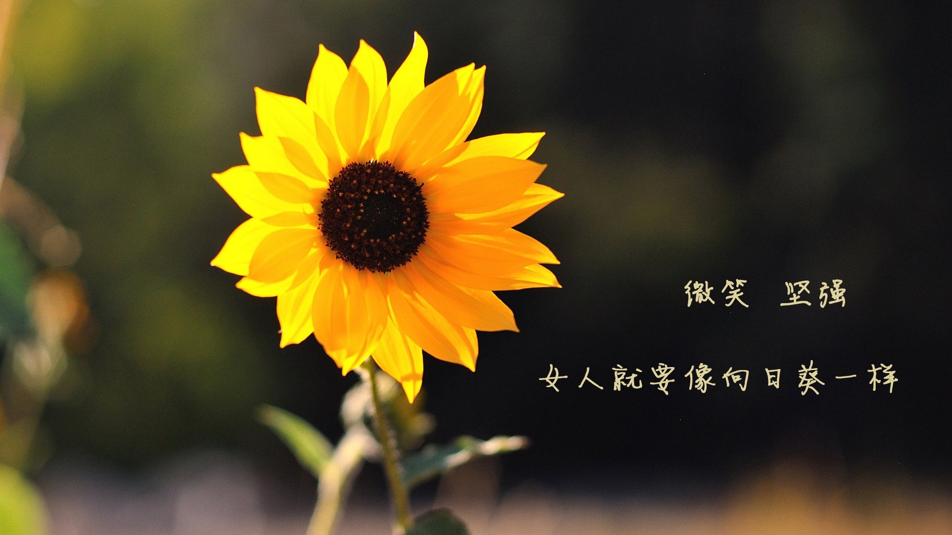 孤星闪耀布达佩斯,乌拉圭中场铁幕锁死匈牙利,福登一己之力改写2026世界杯八分之一决赛